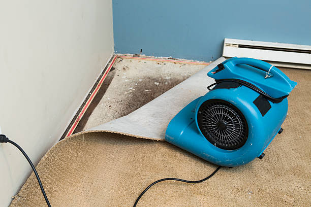Best Mold removal after water damage  in Ellicott City, MD